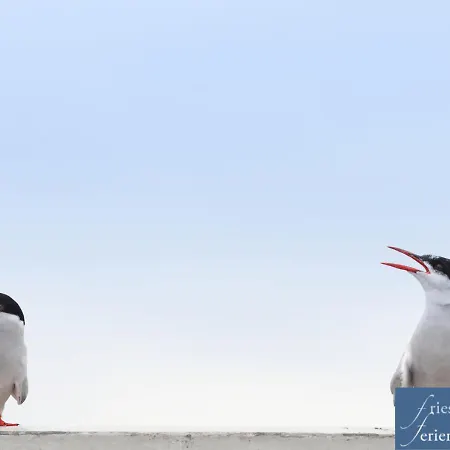 Friesenhain Lägenhet Sankt Peter-Ording
