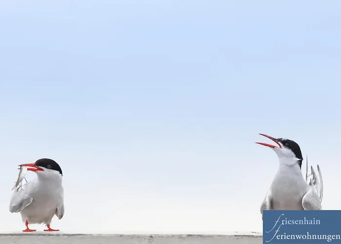 Friesenhain Apartment Sankt Peter-Ording